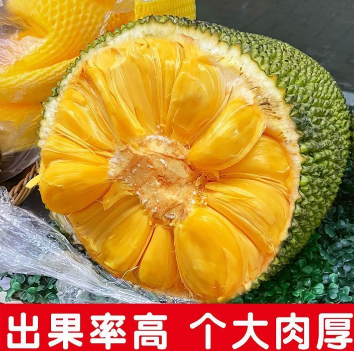 西双版纳热带菠萝蜜一整个现摘木菠萝新鲜干苞黄肉整箱水果批发 精选黄肉28.1-30斤(聚会装爆多肉 生切不售后/不懂生熟问客服