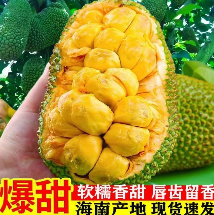 西双版纳新鲜榴莲蜜巴掌多肉小个尖蜜拉小菠萝蜜湿包热带水果迷你 1-2斤