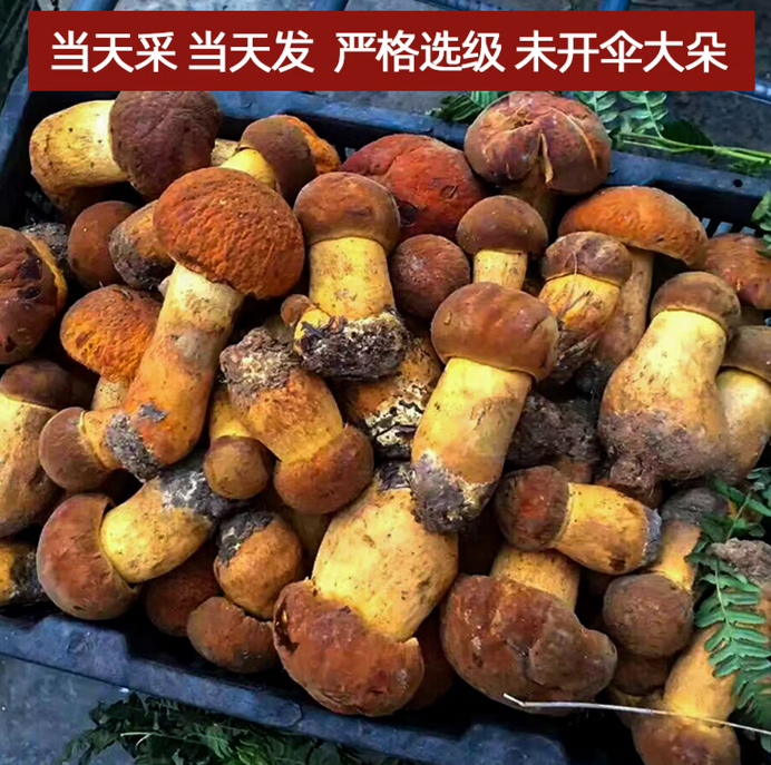 黑牛肝菌新鲜【顺丰空运】菌菇云南特产年货礼盒送礼 新鲜黄牛干肝菌（黄见手青） 2000g