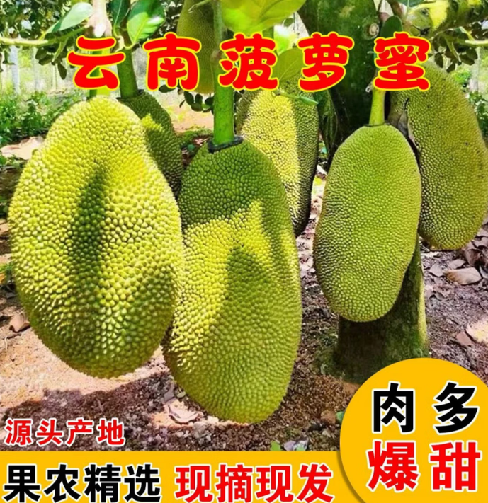 云南西双版纳菠萝蜜当季现摘新鲜热带水果黄肉整箱一整个 1斤 22-25斤(特大实惠版)