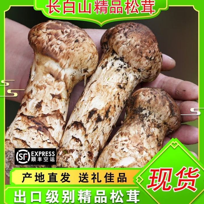 长白山速冻鲜松茸2025精品速冻松茸特级出口标准吉林【顺丰空运】 速冻鲜松茸9-12公分1000克